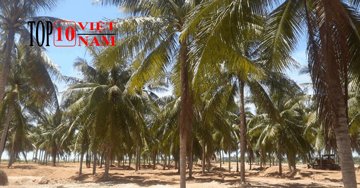 Bãi Dừa Tư Nghĩa Khám Phá Đầy Chất Nắng Gió