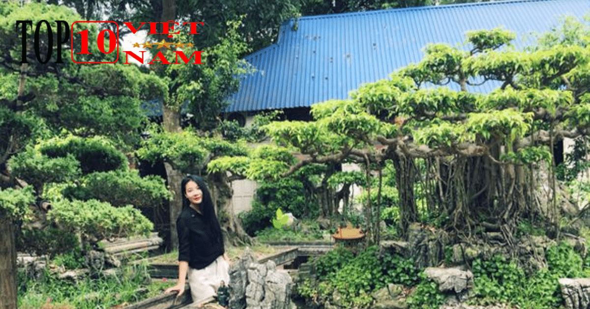 Vườn Bonsai-du lịch vĩnh long
